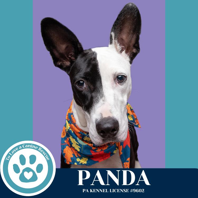 Enlarge Panda 090625, a Adoptable mixed breed in Kimberton, PA image 5/6