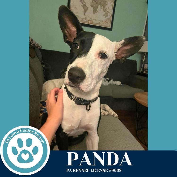 Enlarge Panda 090625, a Adoptable mixed breed in Kimberton, PA image 6/6