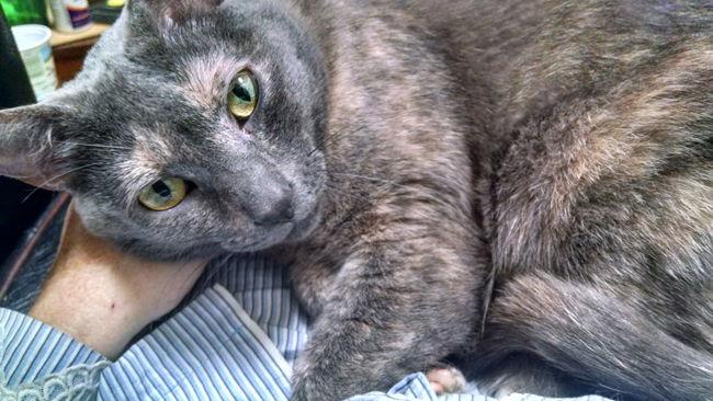 Angel - GiGi's Daughter, Adoptable, Adult Female Domestic Short Hair.