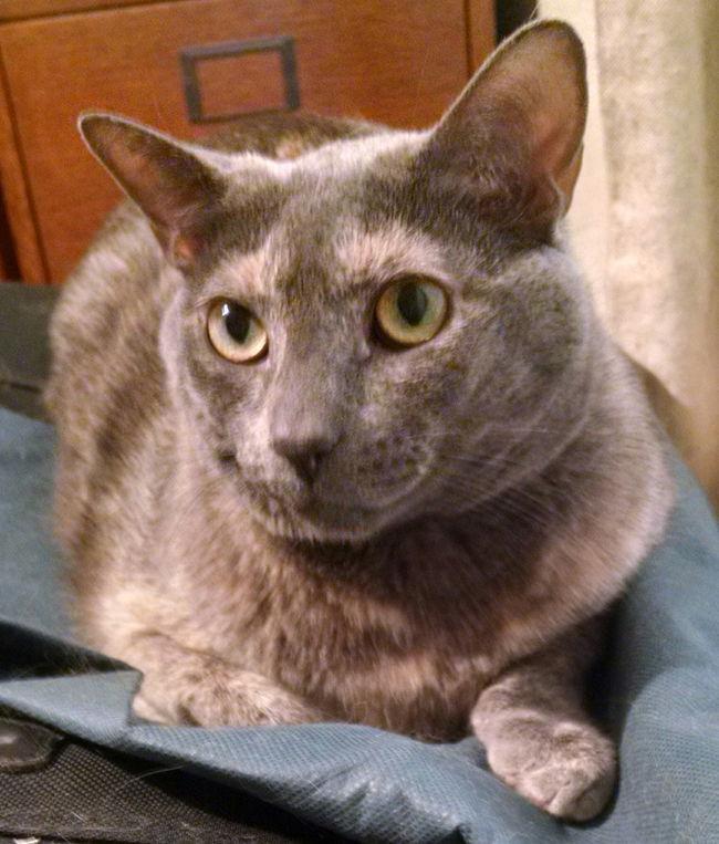 Enlarge Angel - GiGi's Daughter, a Adoptable Domestic Short Hair in Newport Beach, CA image 2/3