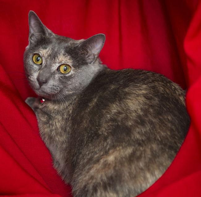 Enlarge Angel - GiGi's Daughter, a Adoptable Domestic Short Hair in Newport Beach, CA image 3/3