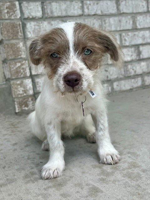 **FAITH**, Adopted, Puppy Female Schnauzer & Terrier.