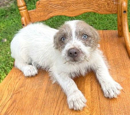 Enlarge **FAITH**, a Adopted mixed breed in North Prairie, WI image 2/3