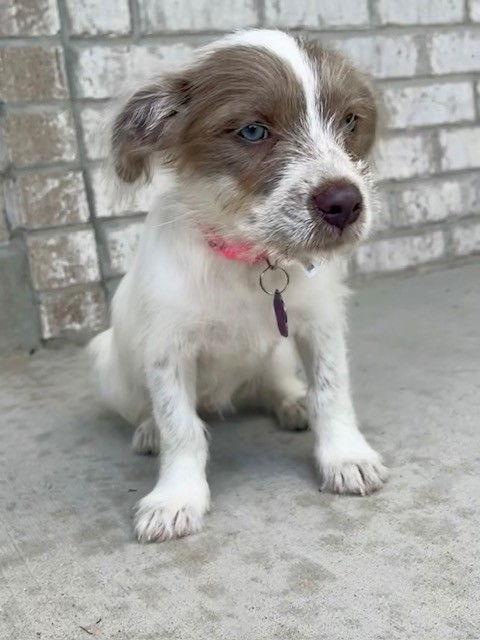 Enlarge **FAITH**, a Adopted mixed breed in North Prairie, WI image 3/3