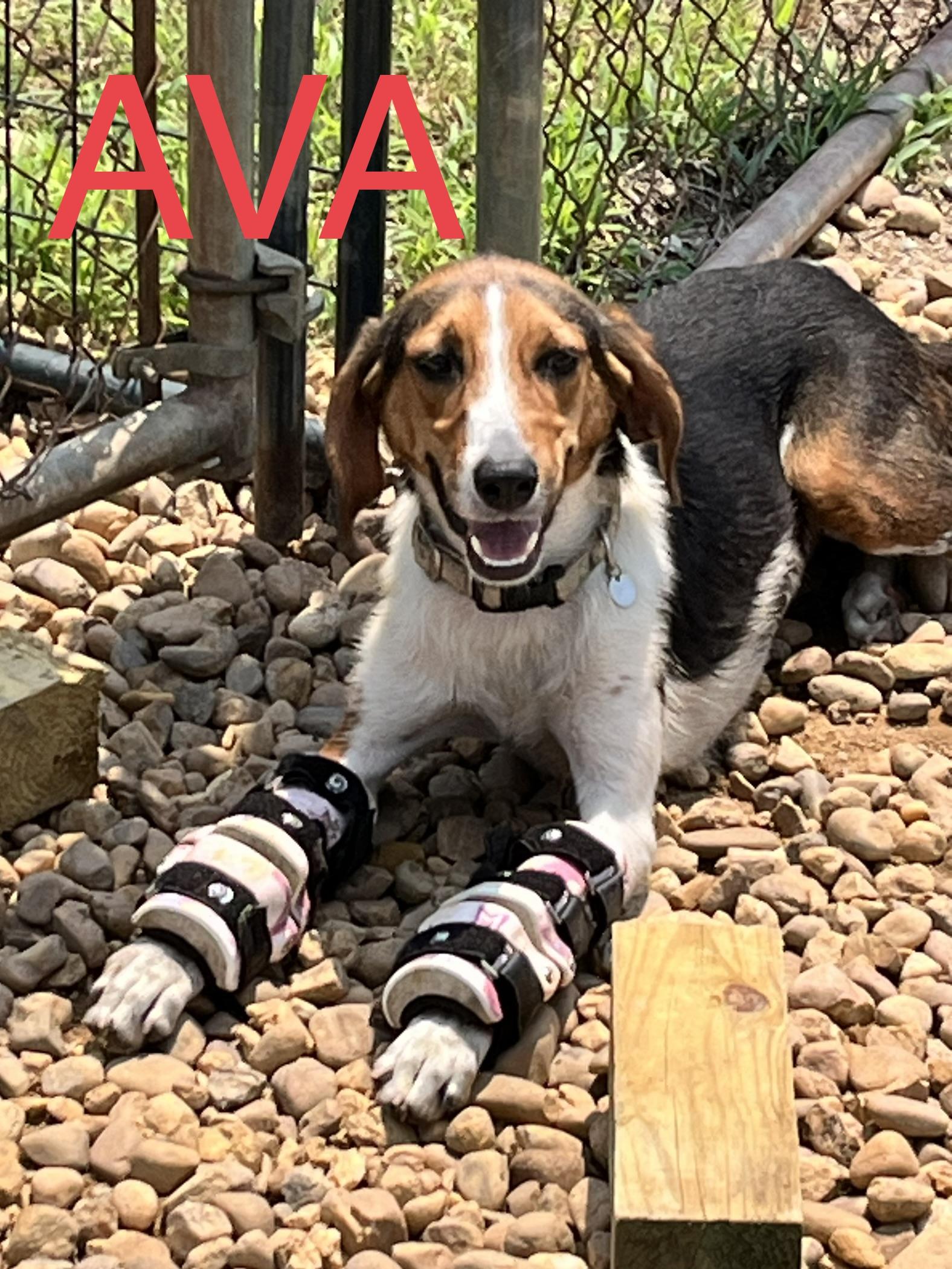 Ava, Adoptable, Adult Female Hound.