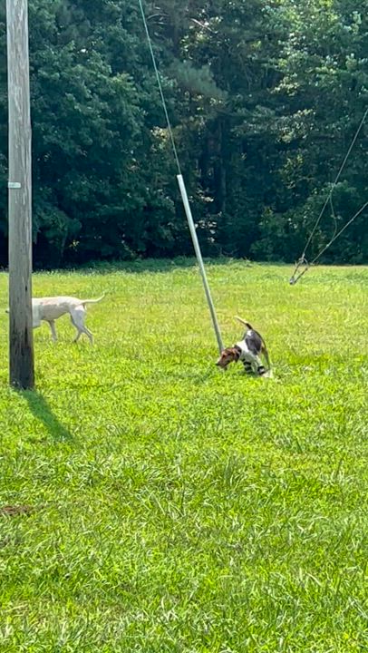 Enlarge Ava, a Adoptable Hound in Charles City, VA video 3/3