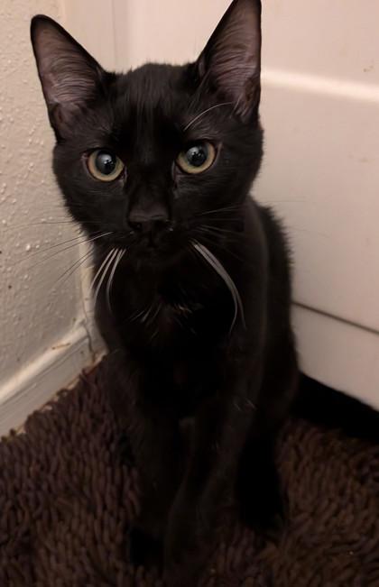 Pepper, a Adoptable Domestic Short Hair in Santa Fe, TX image 1/3