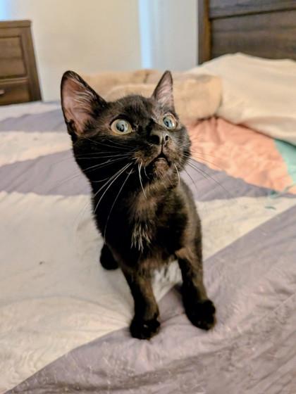 Enlarge Pepper, a Adoptable Domestic Short Hair in Santa Fe, TX image 2/3