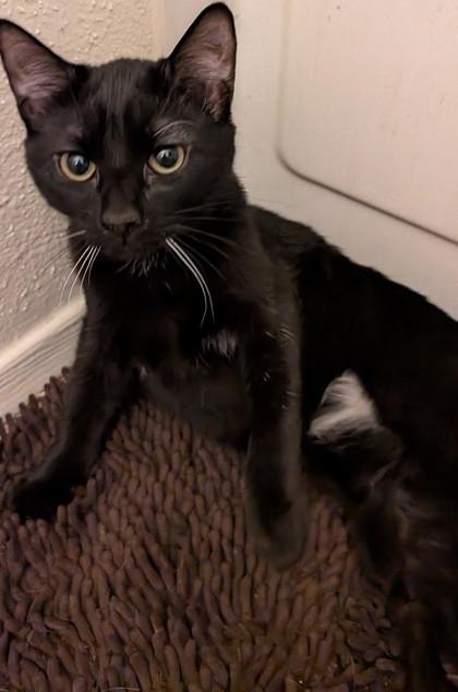 Pepper, a Adoptable Domestic Short Hair in Santa Fe, TX image 3/3