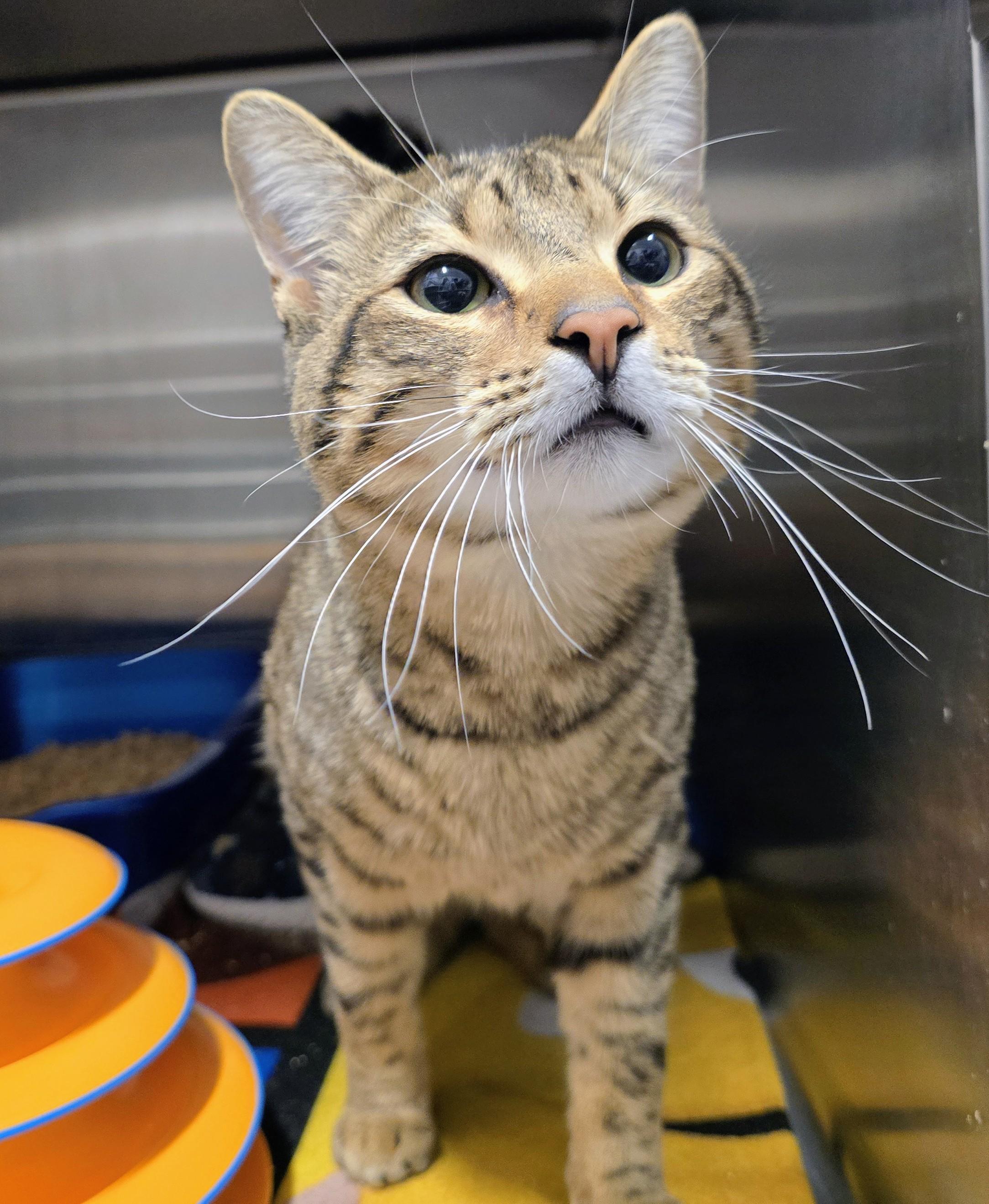 6-107 Gravy Boat, an adopted mixed breed in Amityville, NY image 1/2