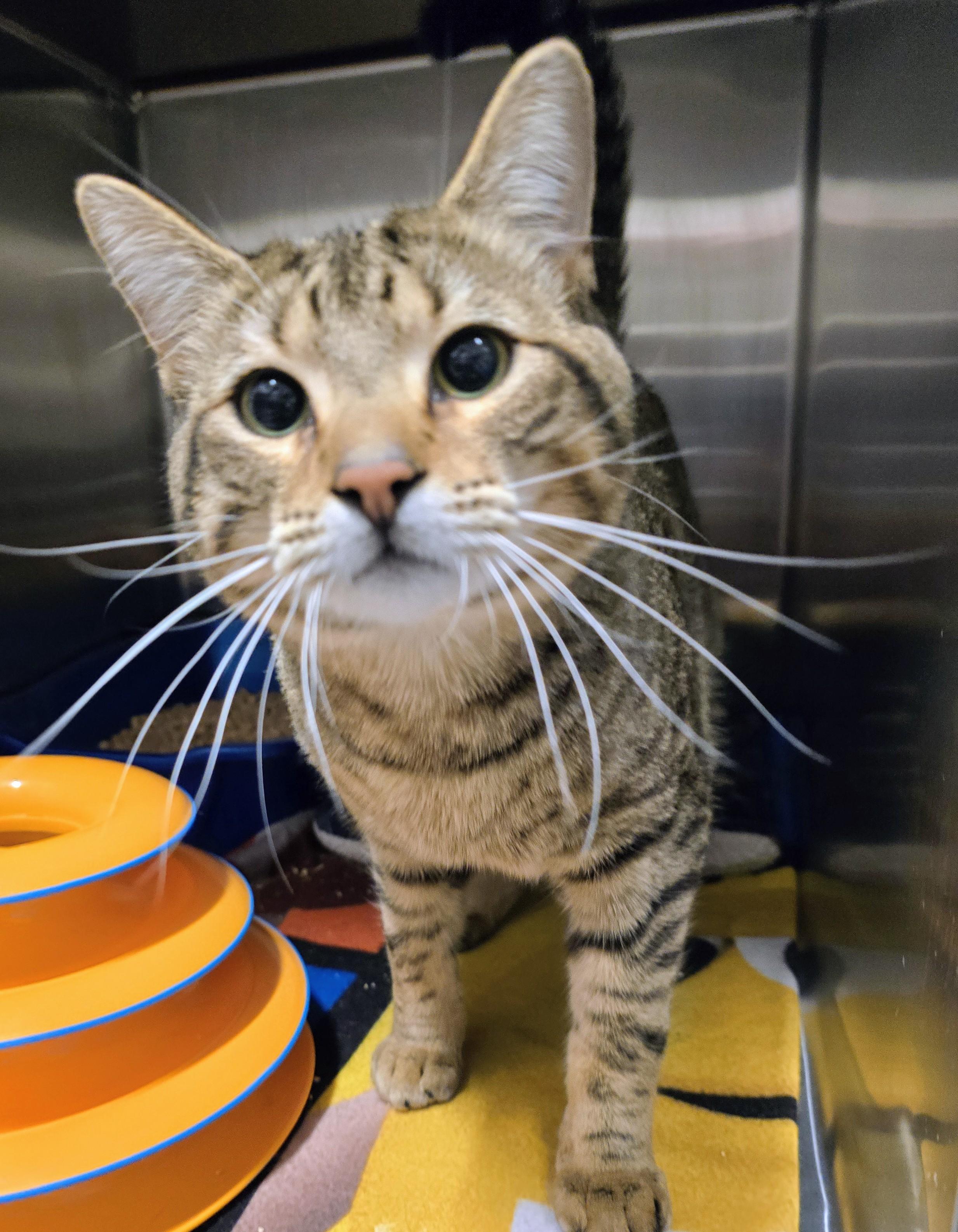 6-107 Gravy Boat, an adopted mixed breed in Amityville, NY image 2/2