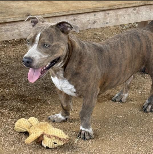 CHOWDER, Adoptable, Young Male Pit Bull Terrier & Mixed Breed.