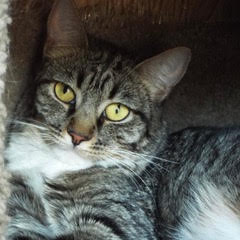 Viper, an adoptable Tabby in Green Valley, AZ, 85614 | Photo Image 3