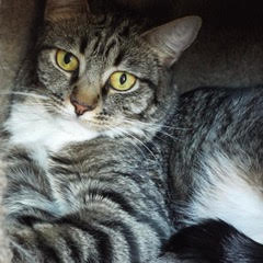 Enlarge Viper, a Adoptable Tabby in Green Valley, AZ image 2/6