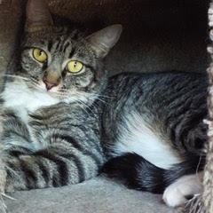 Viper, an adoptable Tabby in Green Valley, AZ, 85614 | Photo Image 5