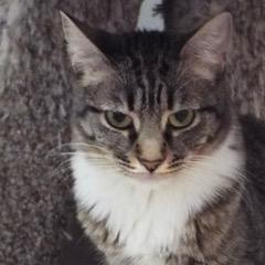 Enlarge Viper, a Adoptable Tabby in Green Valley, AZ image 1/6