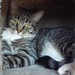 Viper, an adoptable Tabby in Green Valley, AZ, 85614 | Photo Image 4