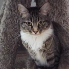 Viper, an adoptable Tabby in Green Valley, AZ, 85614 | Photo Image 6