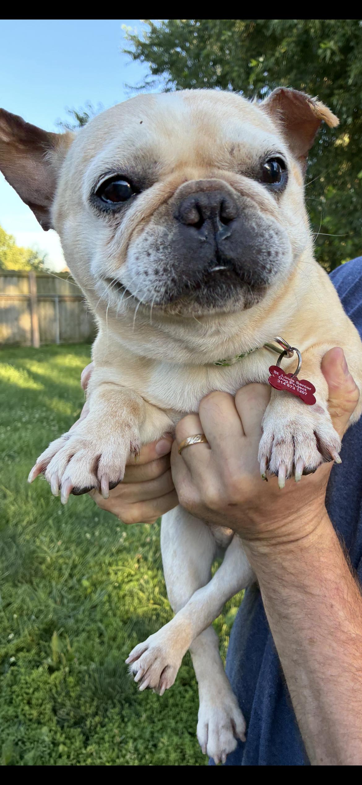 Piggy, an adopted French Bulldog in Saint Louis, MO image 2/2
