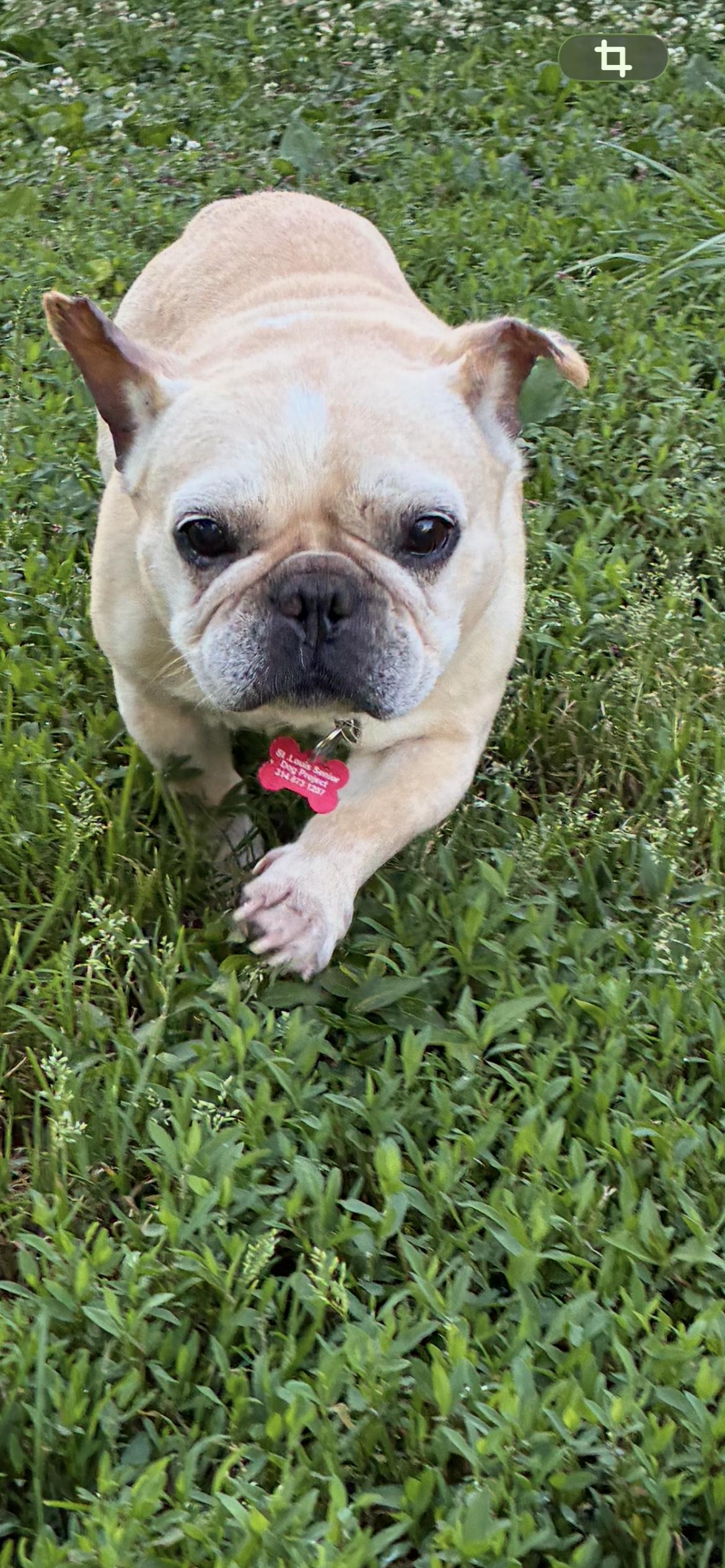 Piggy, adopted, Senior Female French Bulldog.