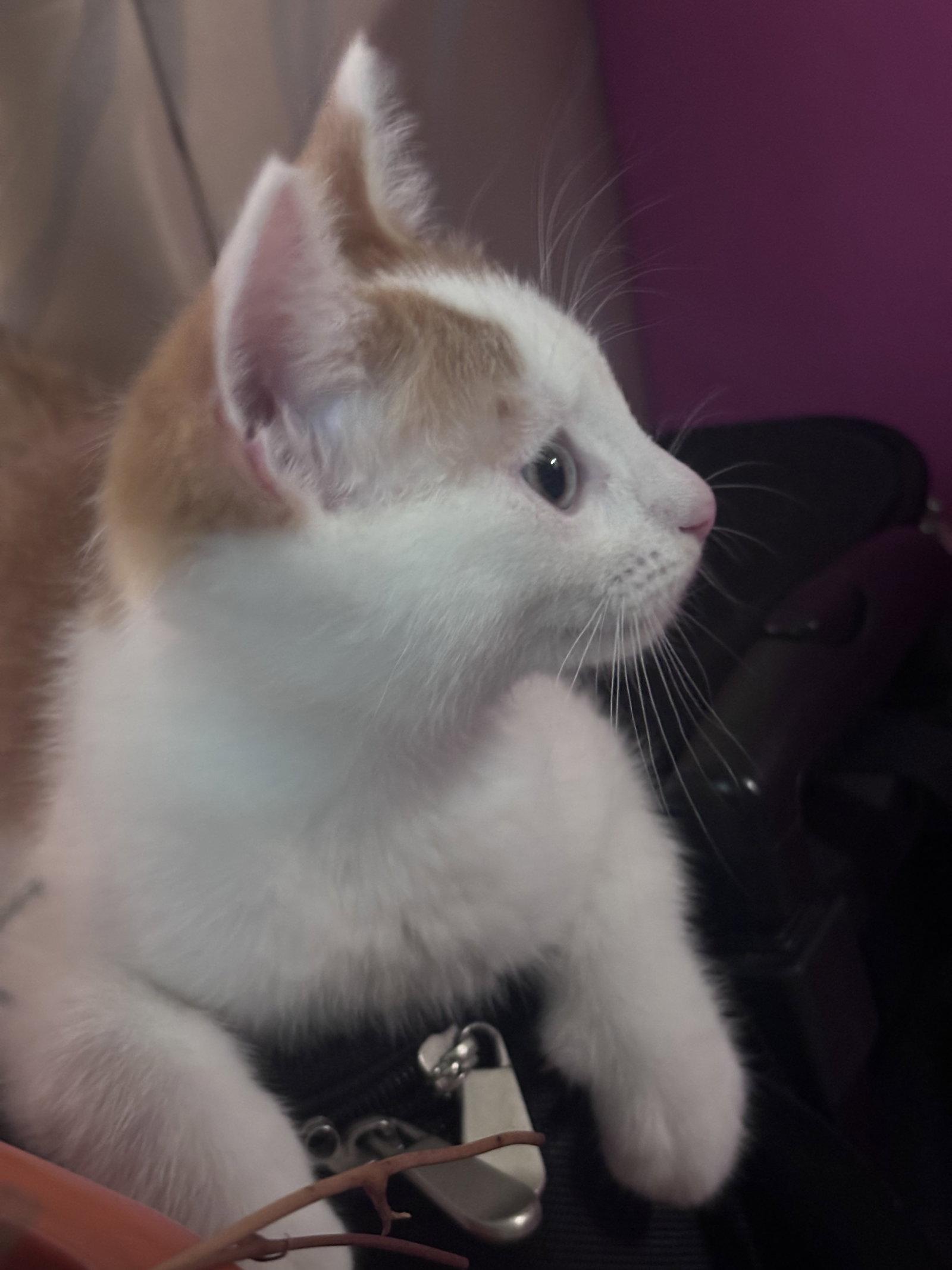 Finn, a Adopted Domestic Short Hair in Forest Hill, MD image 1/3