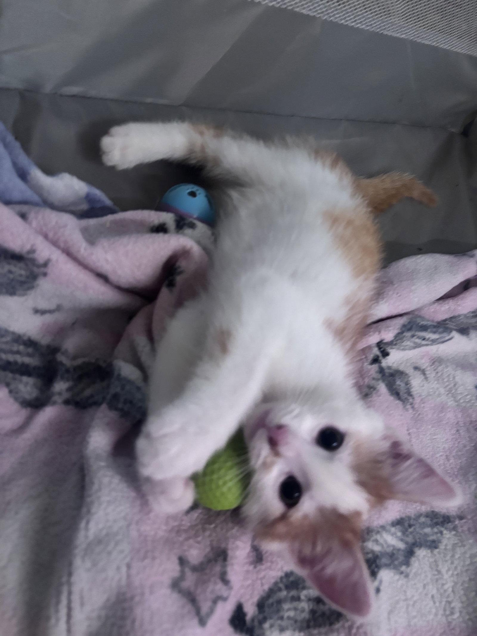 Finn, a Adopted Domestic Short Hair in Forest Hill, MD image 2/3