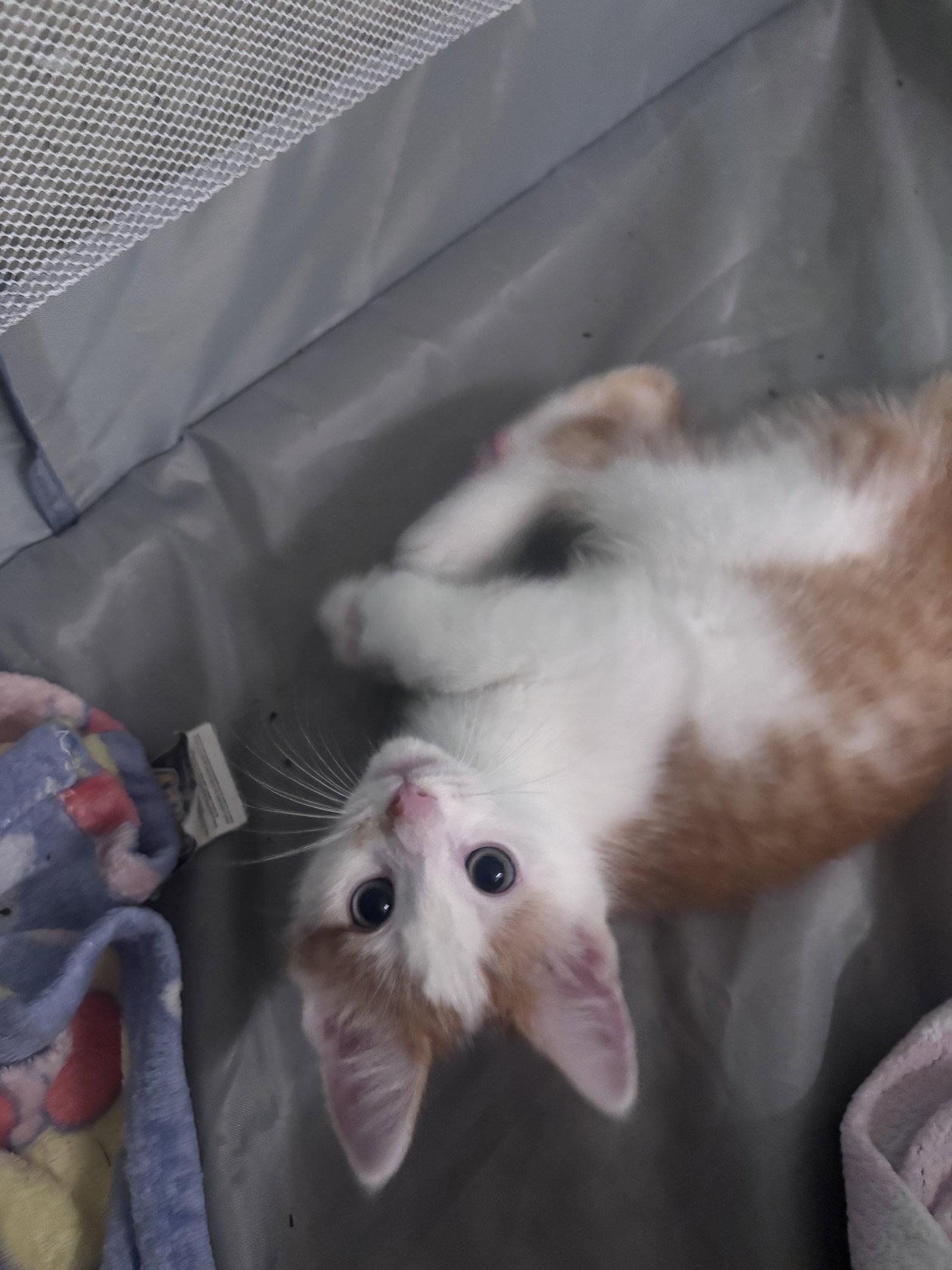 Finn, a Adopted Domestic Short Hair in Forest Hill, MD image 3/3