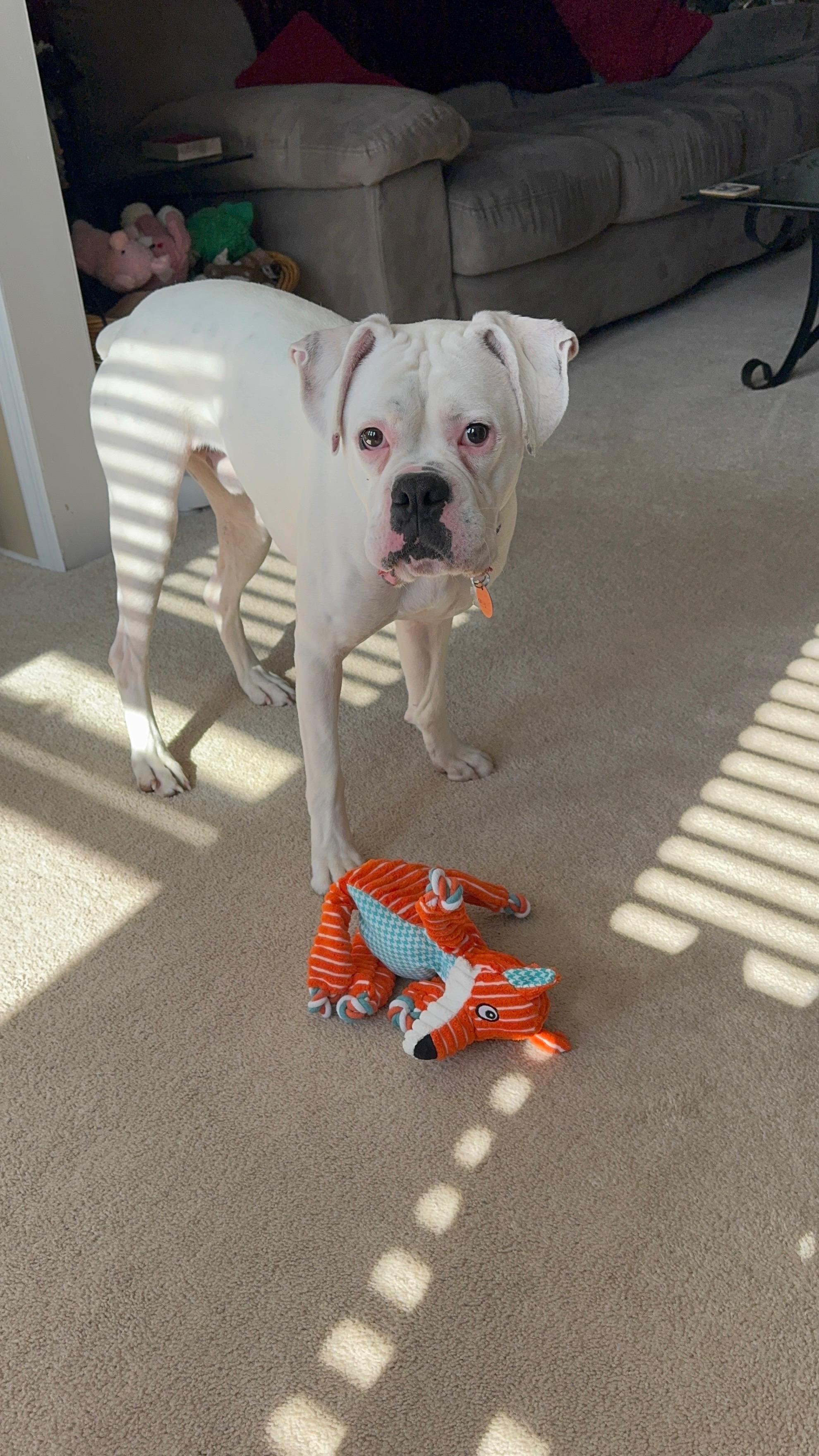 Casper, an adopted Boxer in Middlesex, NJ image 3/4