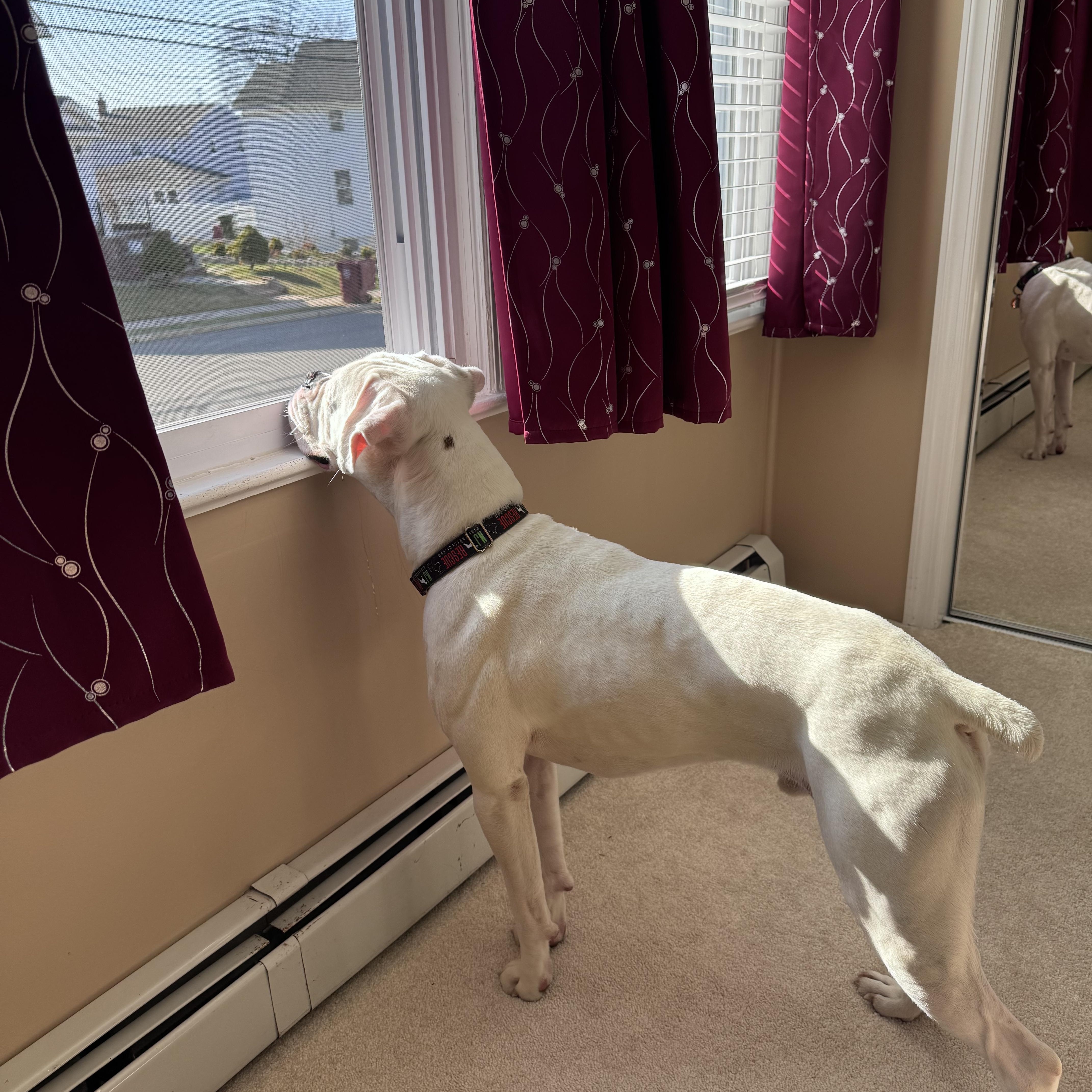 Casper, an adopted Boxer in Middlesex, NJ image 2/4