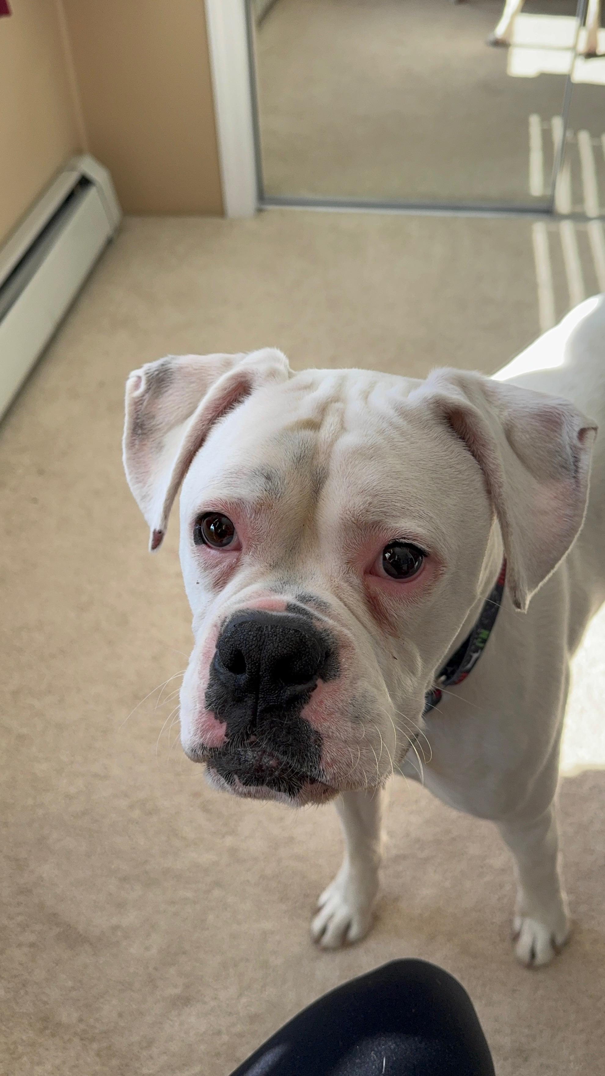 Casper, an adopted Boxer in Middlesex, NJ image 1/4