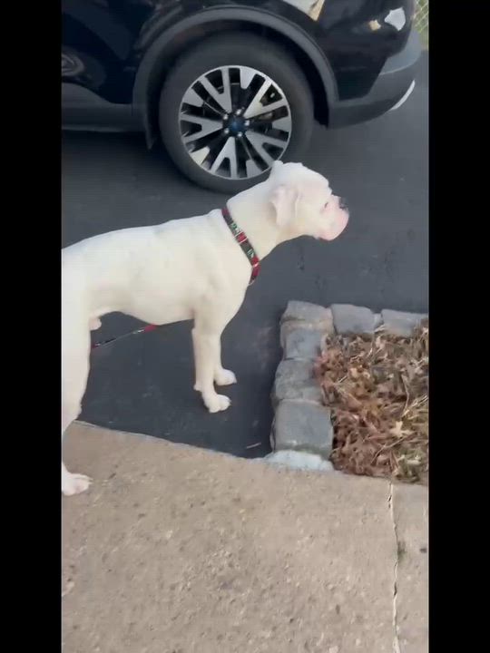 Enlarge Casper, an adopted Boxer in Middlesex, NJ video 4/4