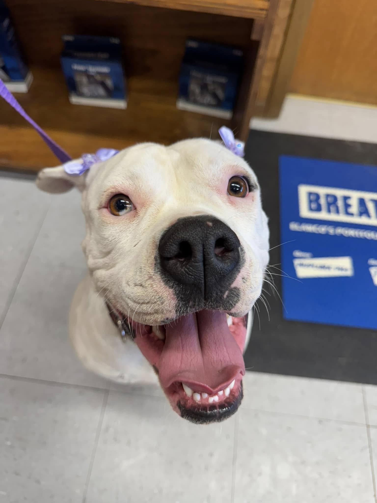 Roxie, a Adoptable American Bulldog in Lexington, NE image 2/3