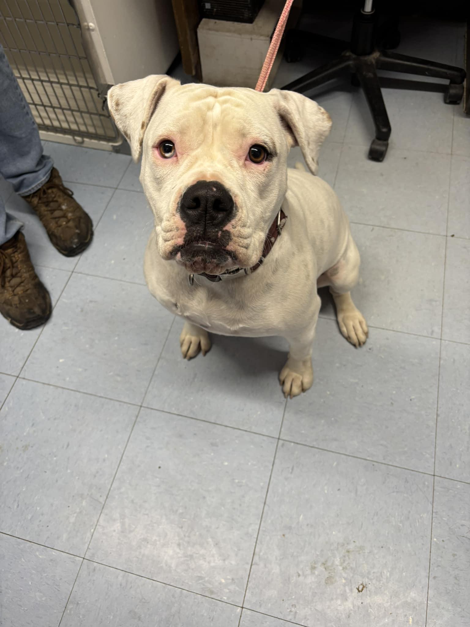 Roxie, a Adoptable American Bulldog in Lexington, NE image 3/3