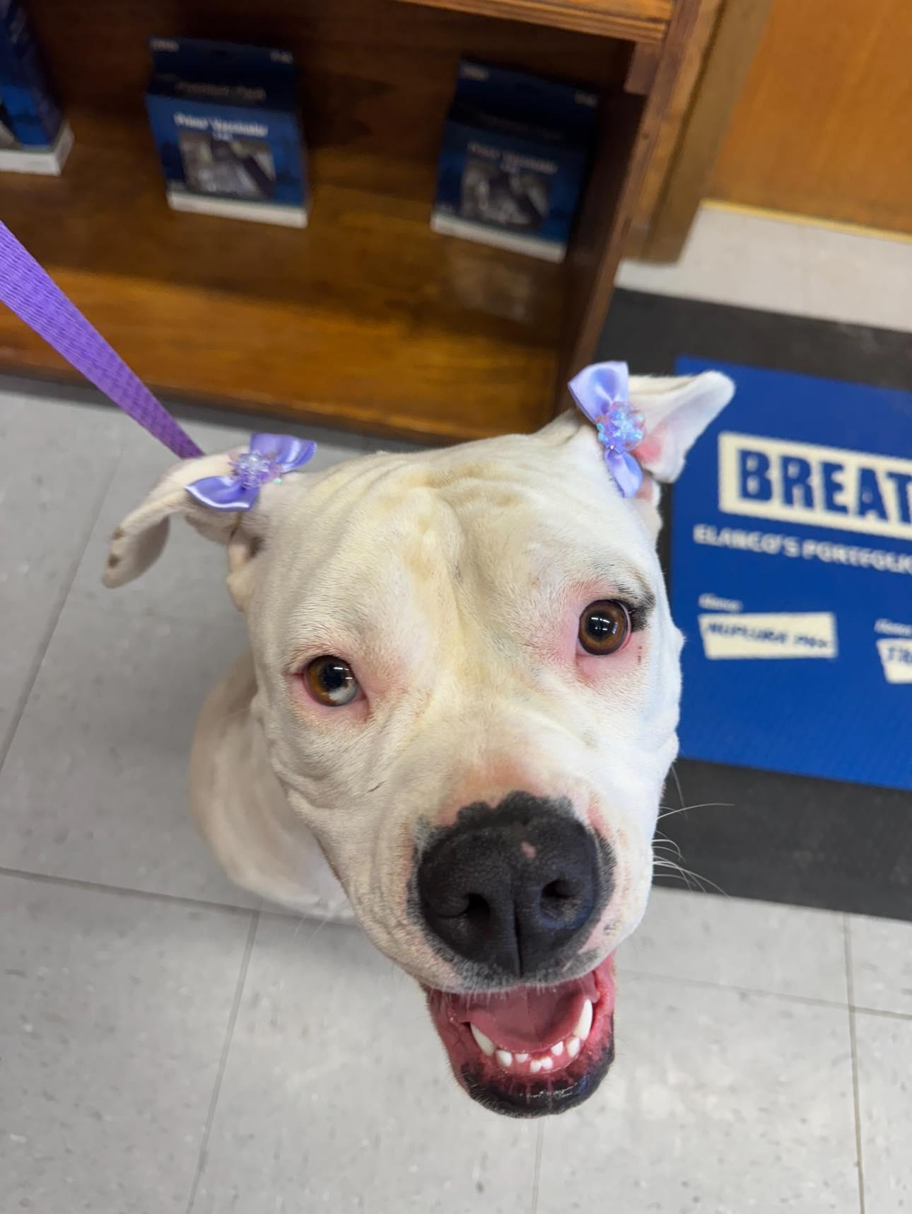 Roxie, Adoptable, Young Female American Bulldog.