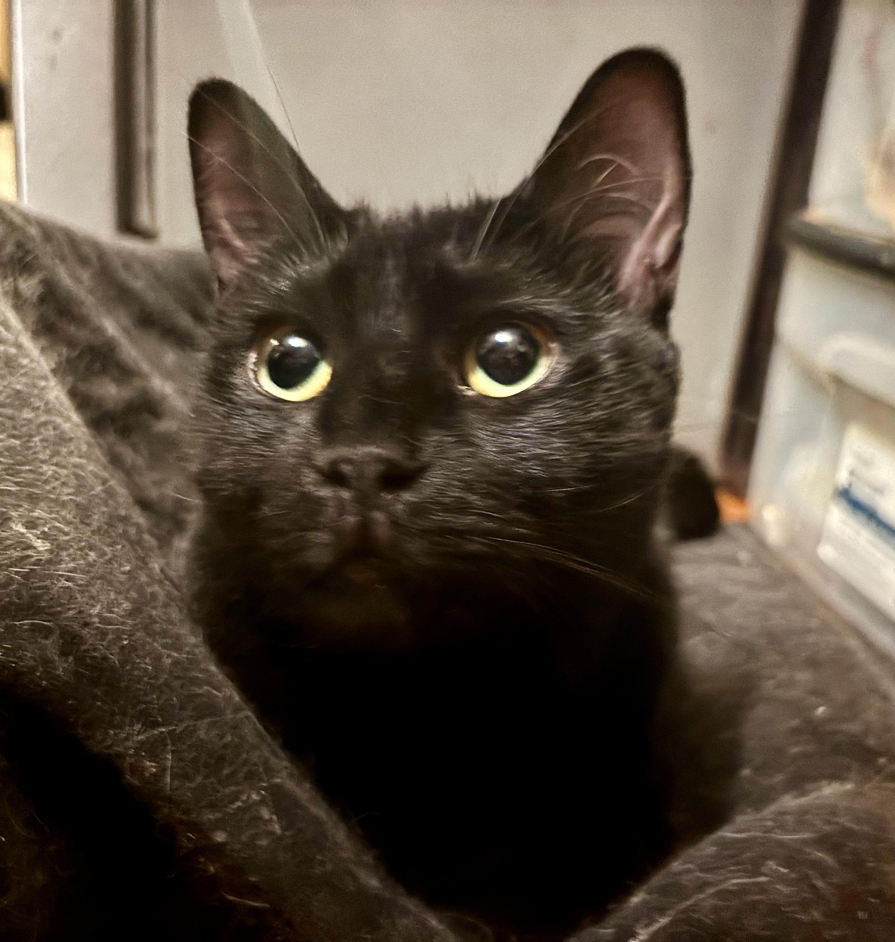Courtney, Adoptable, Young Female Domestic Short Hair.