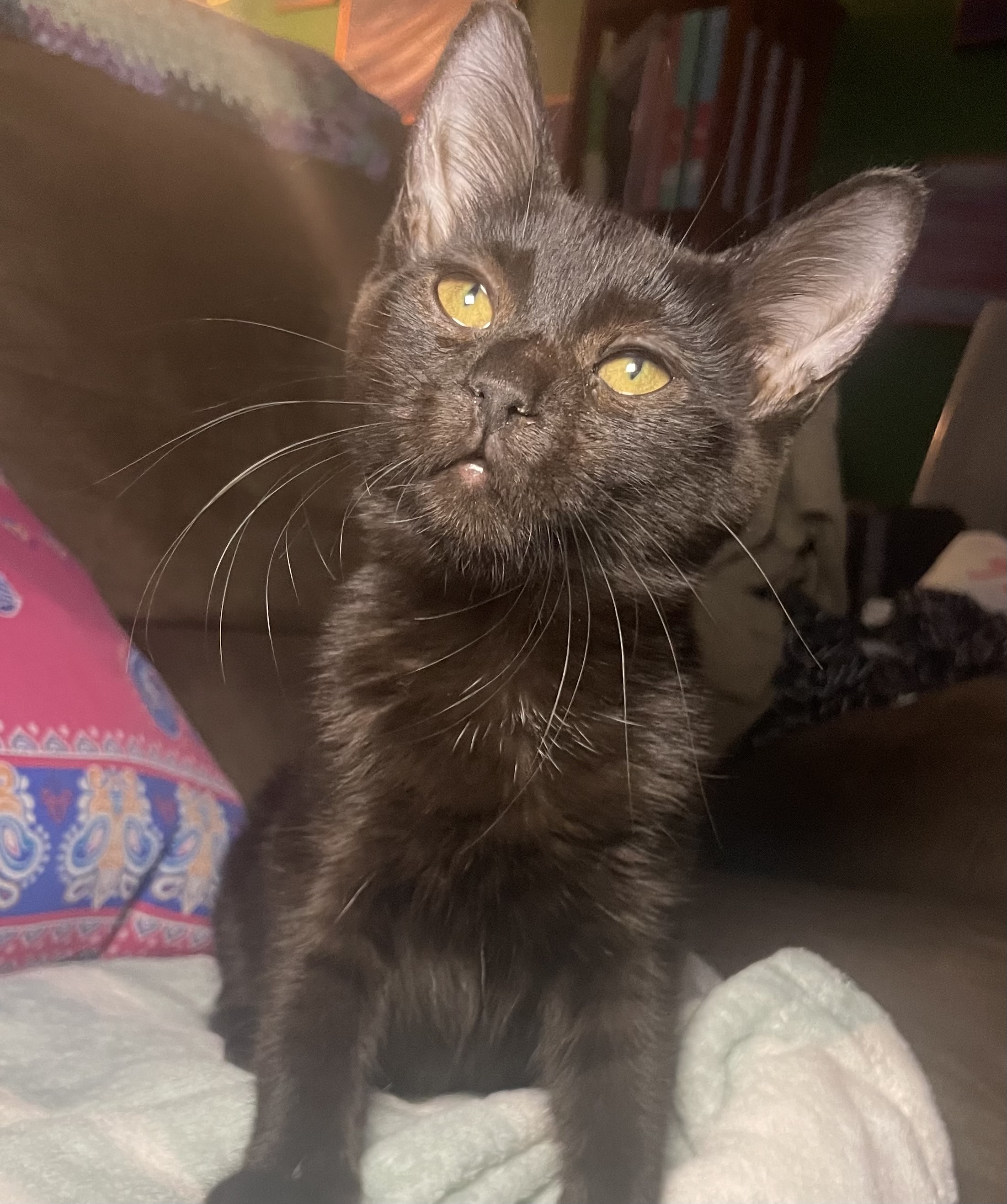 Enlarge Courtney, a Adoptable Domestic Short Hair in Cranford, NJ image 6/6