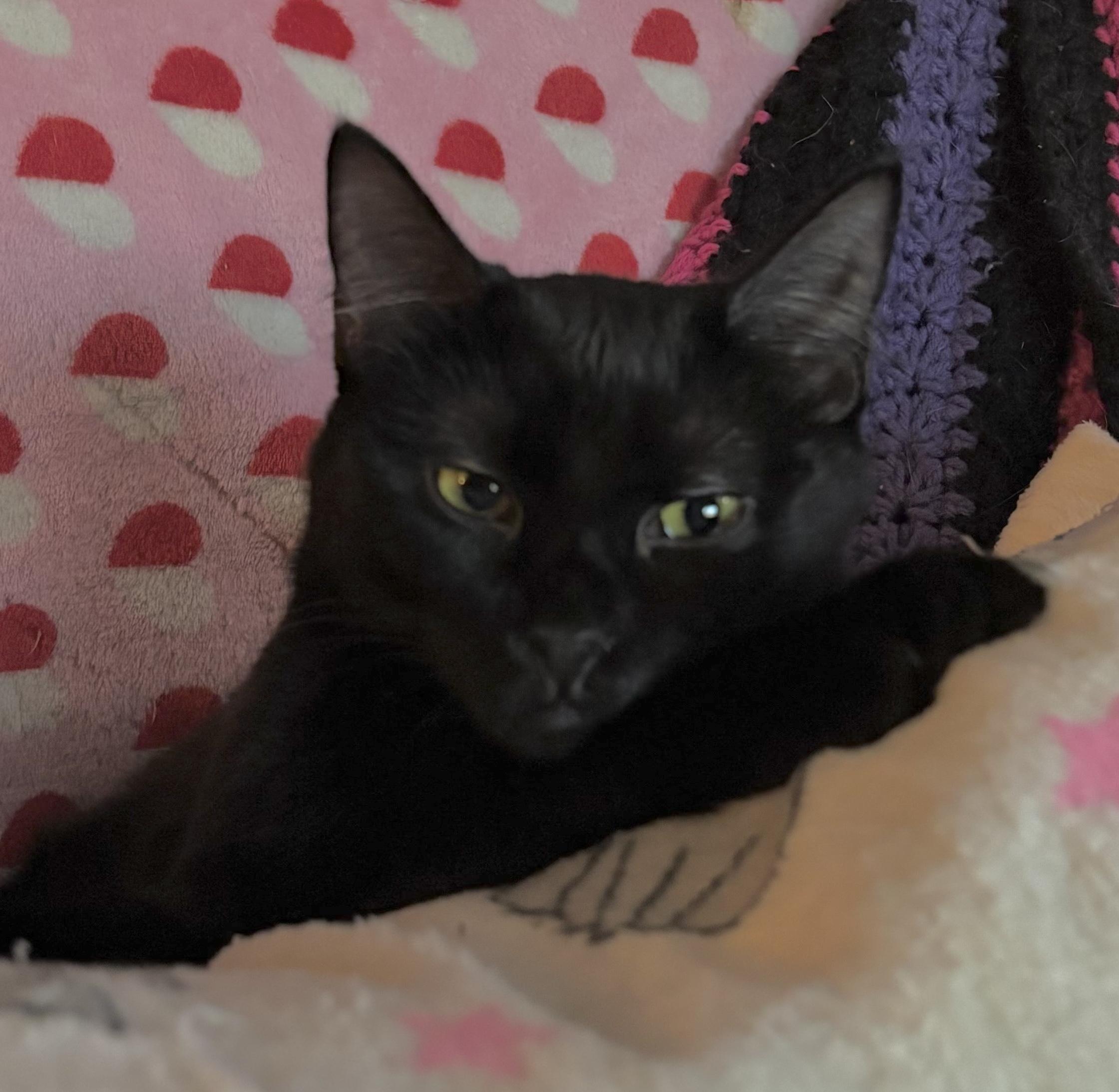 Enlarge Courtney, a Adoptable Domestic Short Hair in Cranford, NJ image 3/6
