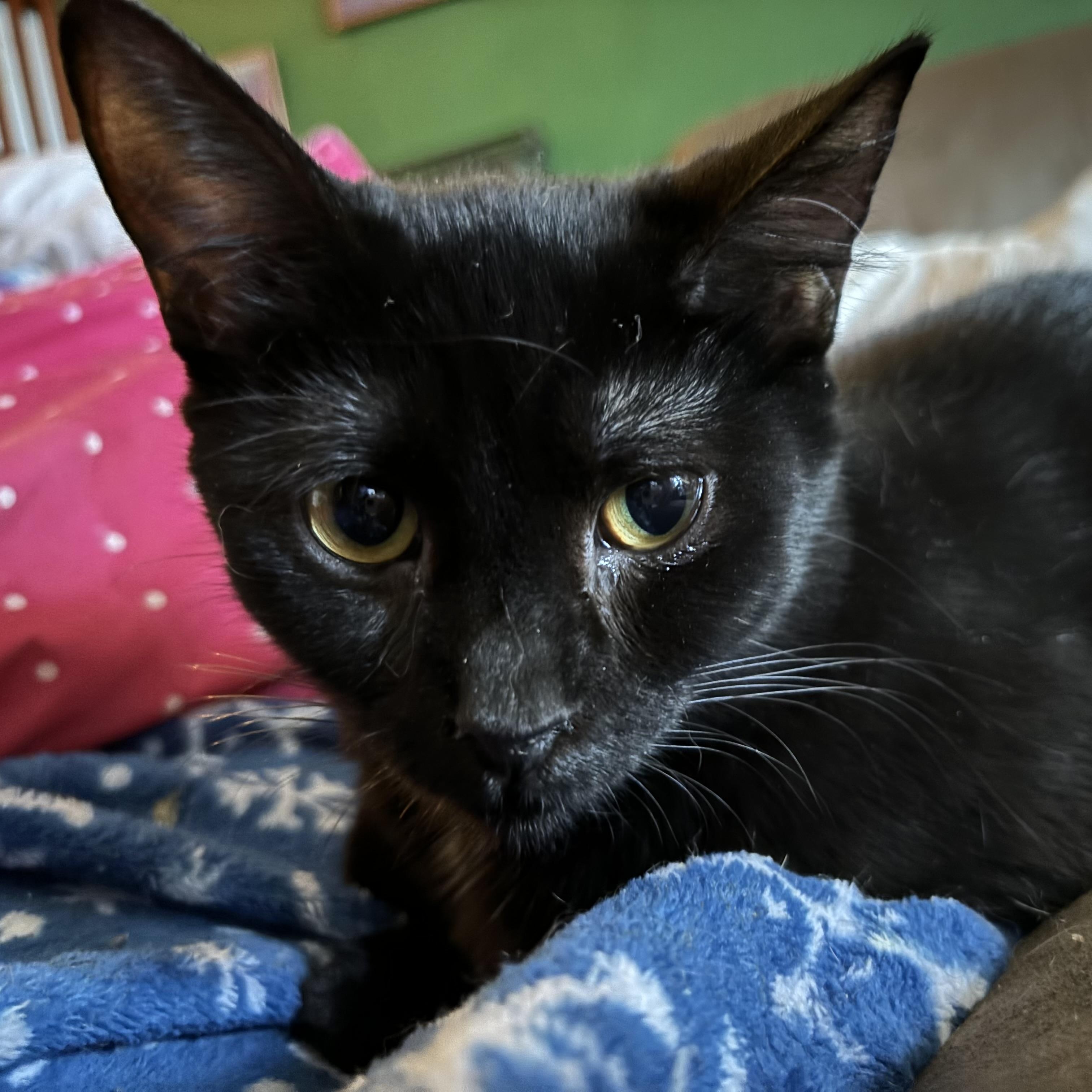 Enlarge Courtney, a Adoptable Domestic Short Hair in Cranford, NJ image 5/6