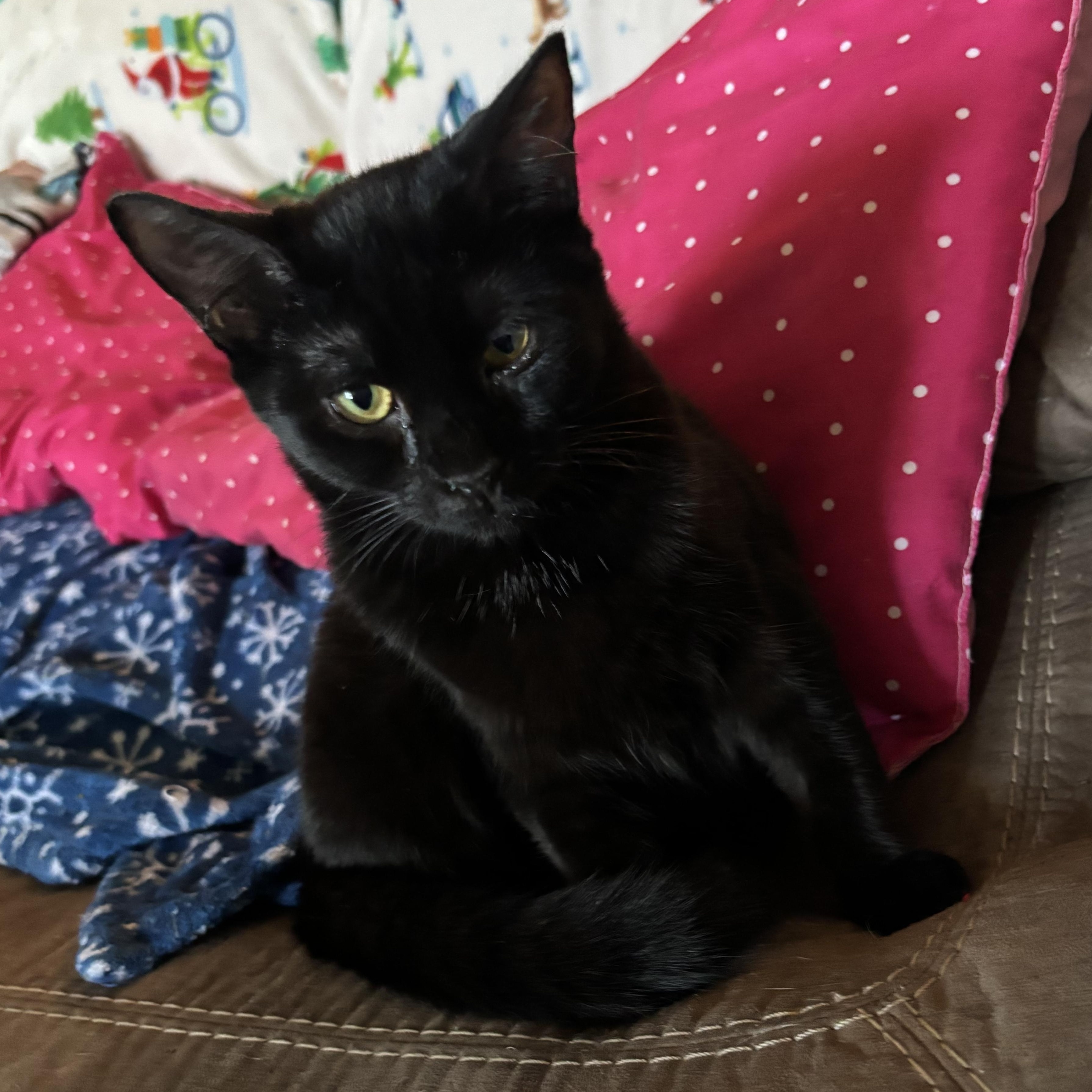 Enlarge Courtney, a Adoptable Domestic Short Hair in Cranford, NJ image 4/6