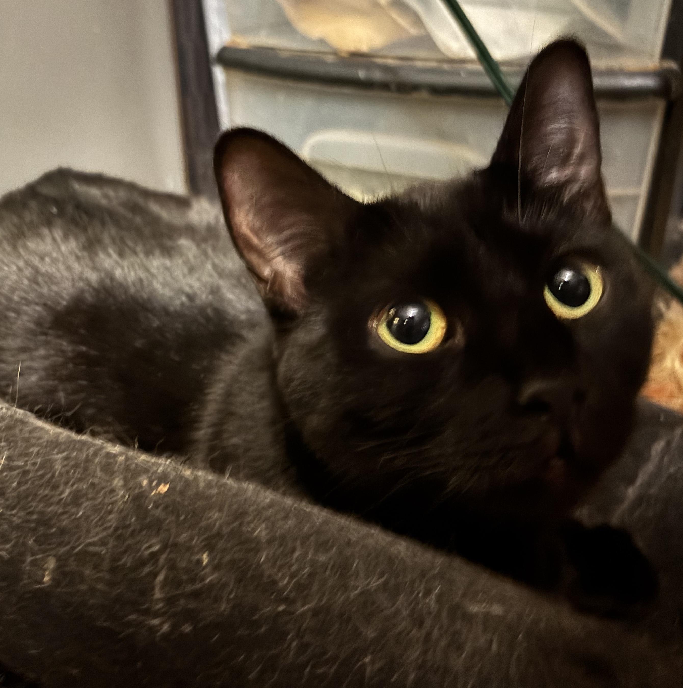 Enlarge Courtney, a Adoptable Domestic Short Hair in Cranford, NJ image 2/6
