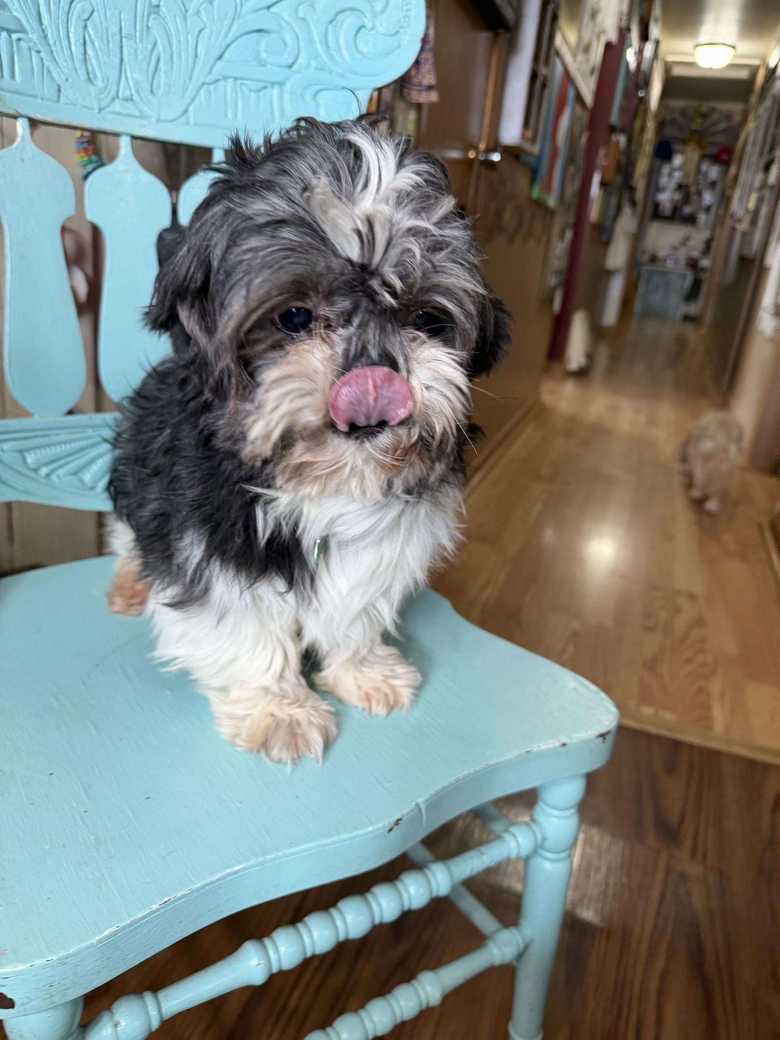 Enlarge Curly, a Adoptable Shih Tzu in Sioux Falls, SD image 1/3