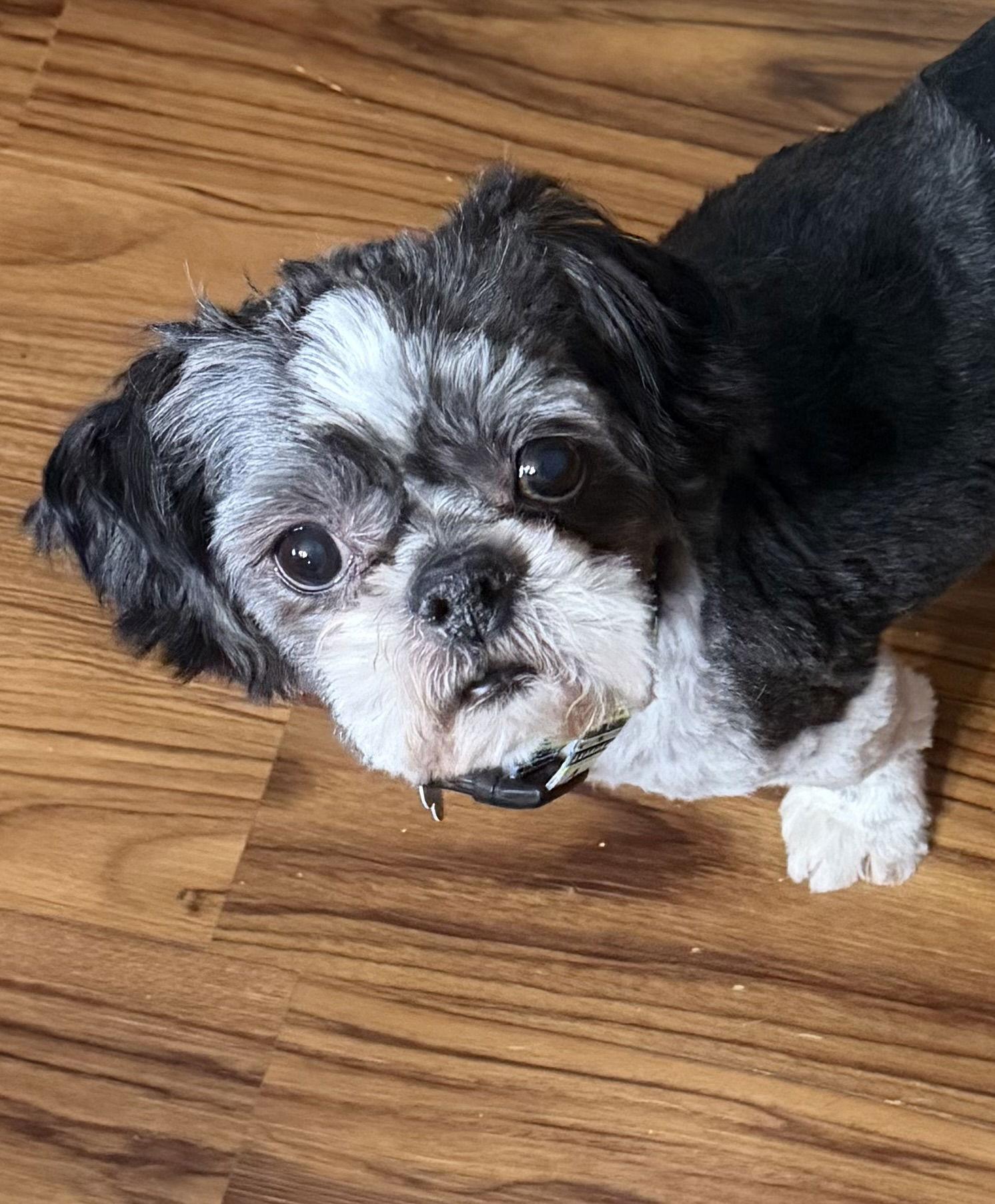 Enlarge Curly, a Adoptable Shih Tzu in Sioux Falls, SD image 2/3