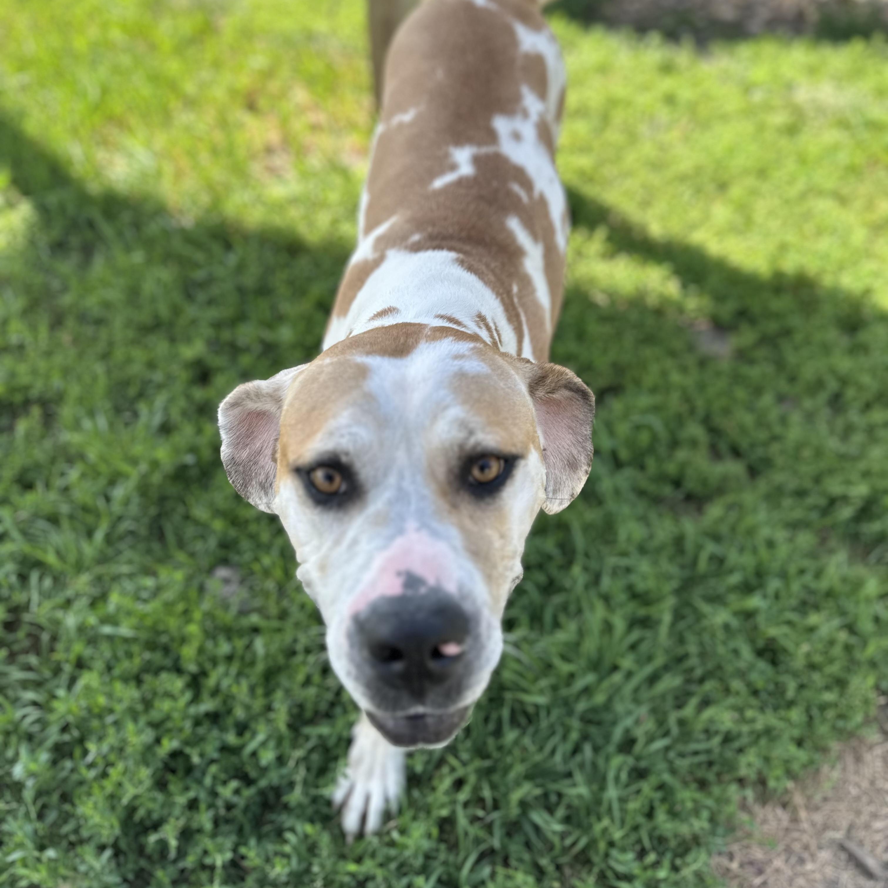 Dawn, a ADOPTABLE mixed breed in Clinton, IL image 2/4