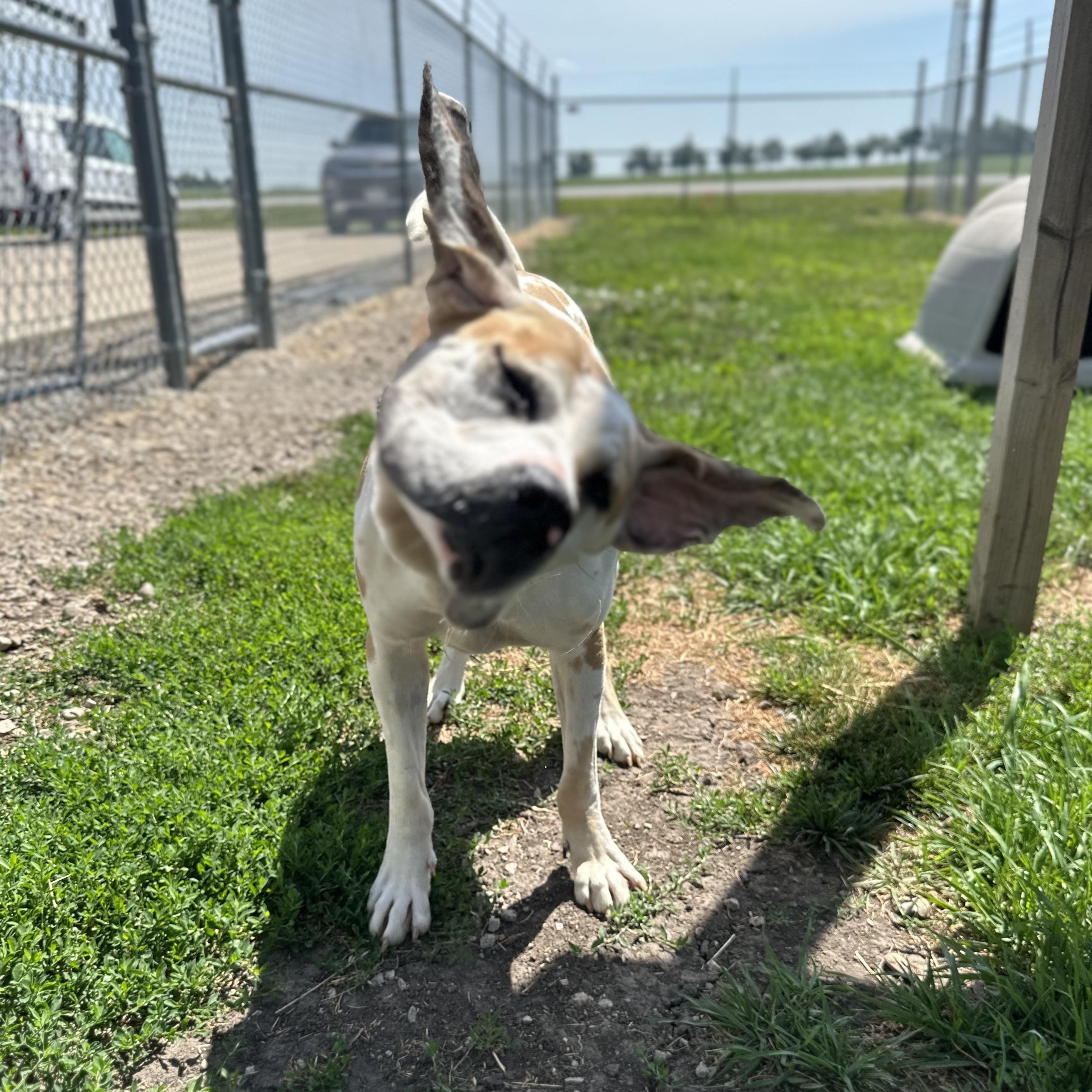 Dawn, a ADOPTABLE mixed breed in Clinton, IL image 4/4
