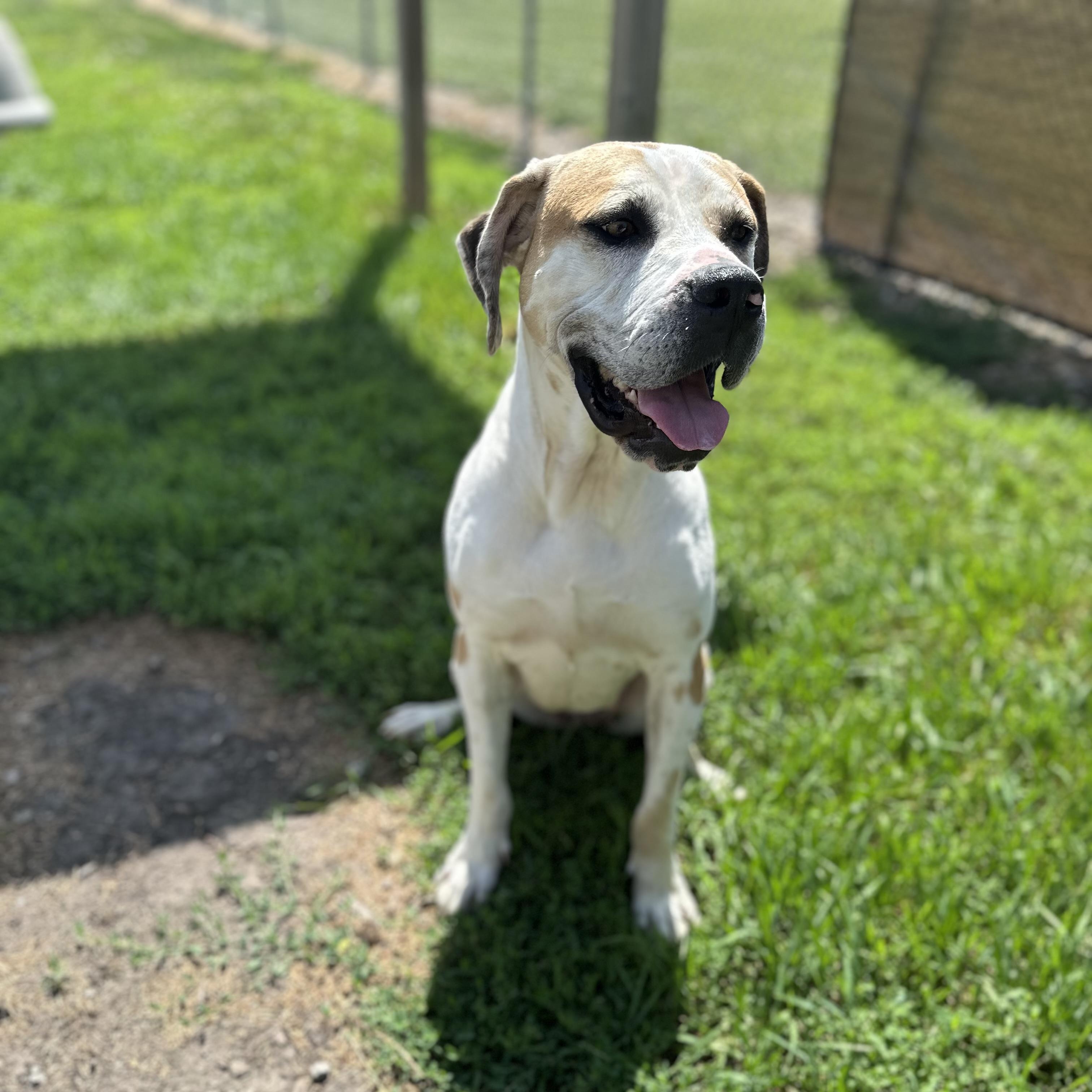 Dawn, ADOPTABLE, Adult Female Great Dane.