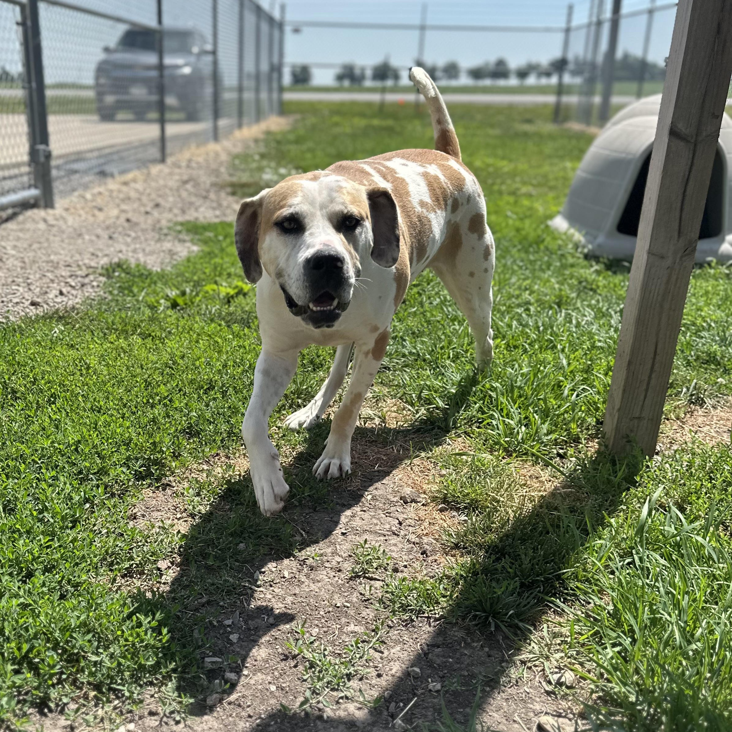 Dawn, a ADOPTABLE mixed breed in Clinton, IL image 3/4