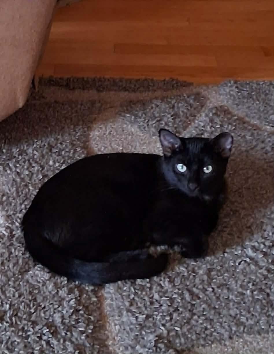 Dior, Adoptable, Kitten Female Domestic Short Hair.