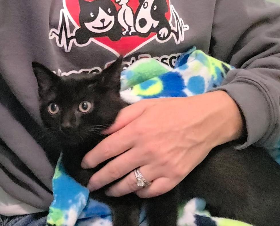 Enlarge Dior, a Adoptable mixed breed in Chicago, IL image 2/6