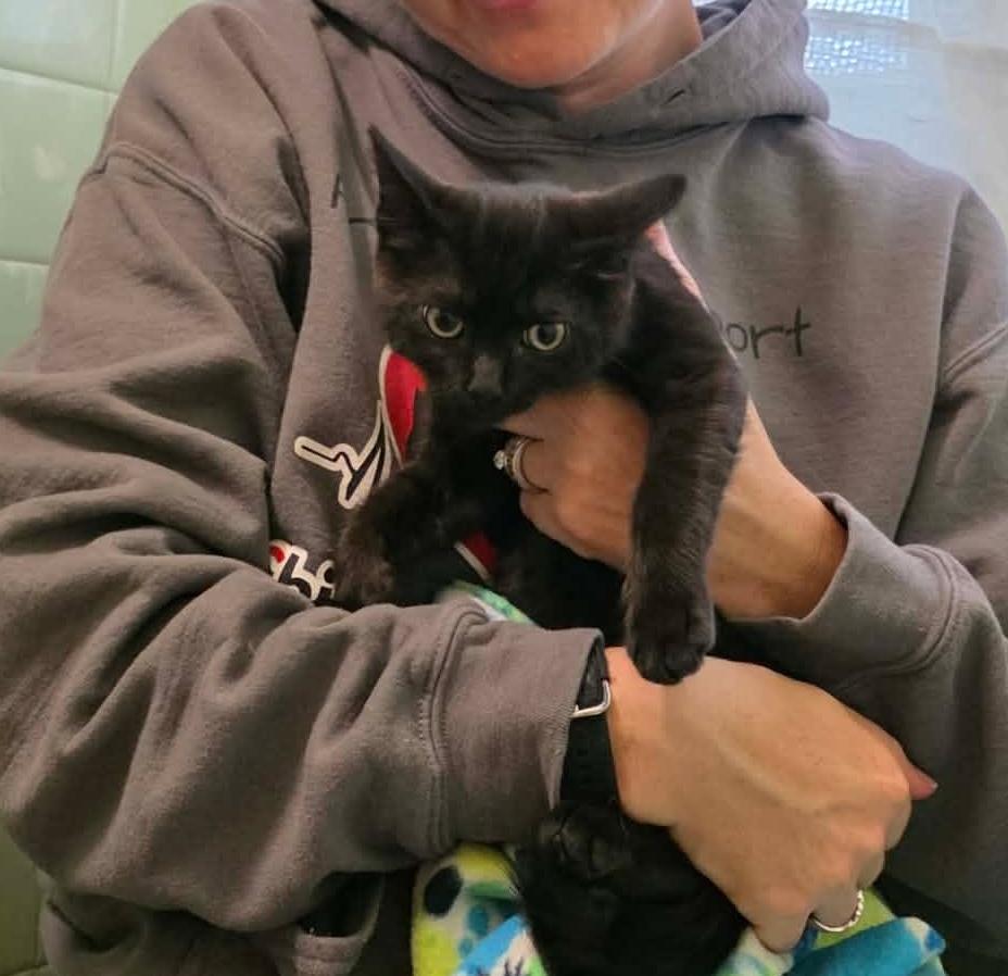 Enlarge Dior, a Adoptable mixed breed in Chicago, IL image 6/6
