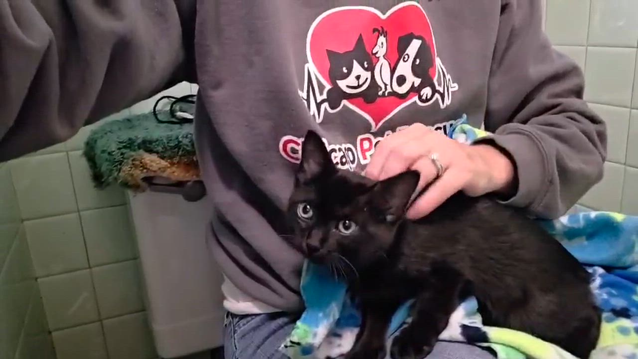 Enlarge Dior, a Adoptable mixed breed in Chicago, IL video 5/6